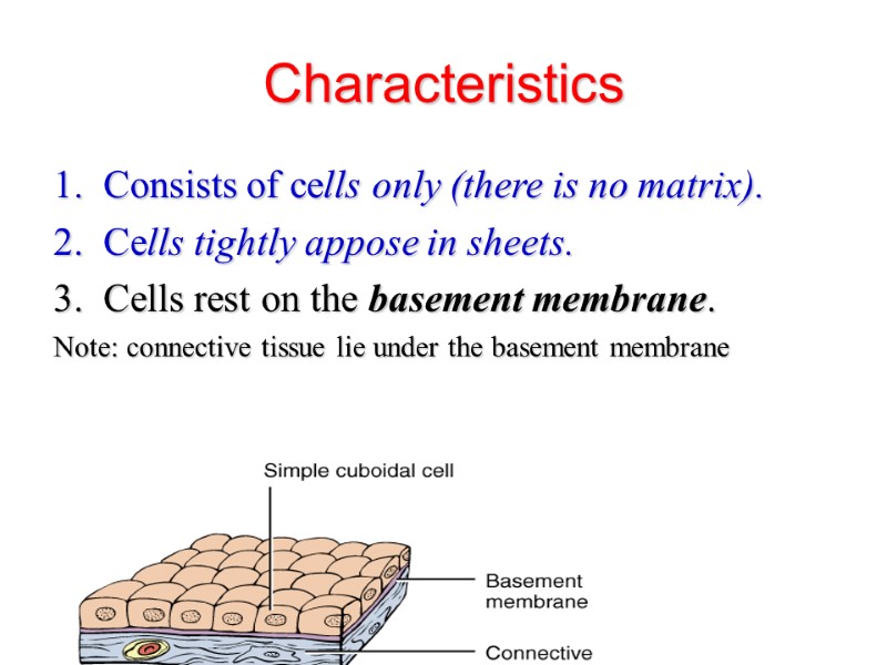 Characteristics Consists of cells only (there is no matrix).  Cells tightly appose in